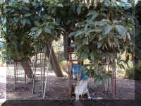 P7310020.JPG (64391 bytes)